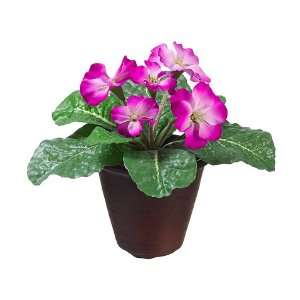  8 Primrose Bush in Terra Cotta Pot Orchid (Pack of 6 