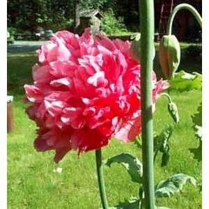  Bombast Rose Somniferum Poppy 1000 Seeds Patio, Lawn 