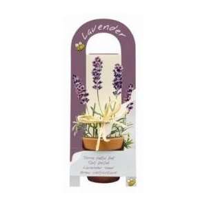  Lavender Flowering Gift Set 