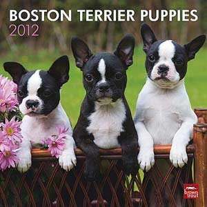  2012 Boston Terrier Puppies Calendar