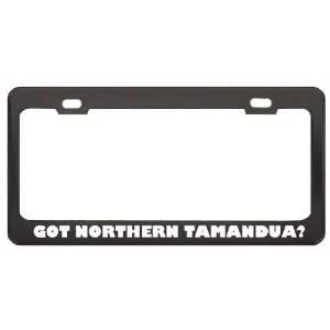 Got Northern Tamandua? Animals Pets Black Metal License Plate Frame 