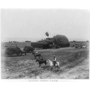  Buena Vista Farm,Kern County,California,CA,1885,Alfalfa 