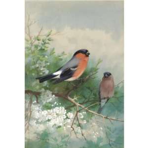   Thorburn   24 x 24 inches   A Pair Of Bullfinches