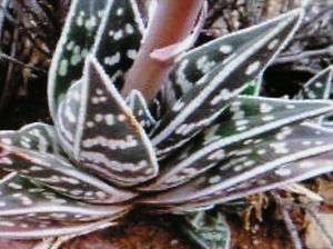 Aloe variegata SEED African beauty succulent flower  