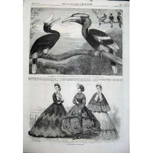  Paris Fashion 1863 Hornbills Birds Zoological Gardens 