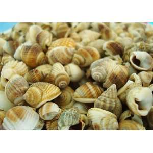  Common Nutmeg Seashells   1/2 Cup 