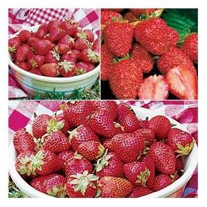  Junebearing Strawberries All Star 50 plants Patio, Lawn & Garden