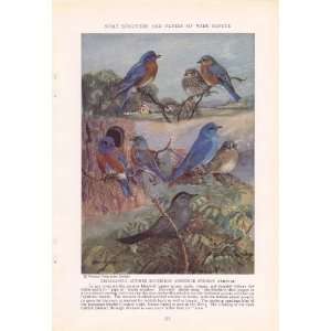 1936 Eastern Bluebird Mountain Bluebird Drab Catbird   Allan Brooks 