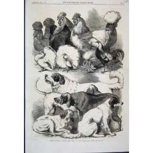  1866 Poultry Pigeons Dogs Birmingham Show Old Print