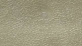 Genuine Stingray Skin Ivory Polished 14x27 Hide  