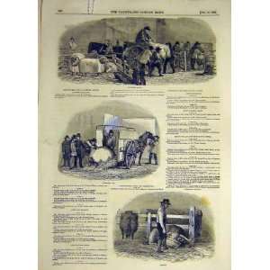  1849 Sheep Smithfield Show Pig Cattle Animal Uncarting 