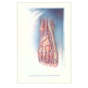  Circulation and Nerves of Dorsum of Foot Premium Poster 