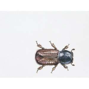 European Spruce Bark Beetle (Ips Typographus), Illustration 