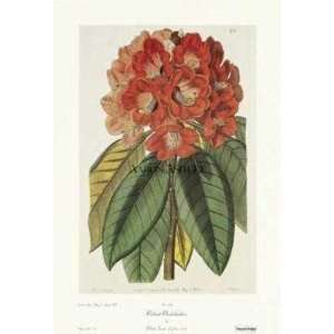  Robert Sweet   Radiant Rhododendron Size 13.5x20 Poster 