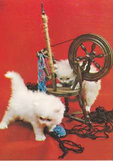 WHITE PERSIAN CAT KITTEN POSTCARD  