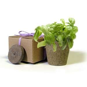   Basil Herbs in a Box Wedding Favor   Set of 10