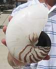 inch Natural Striped Chambered Nautilus seashell shel