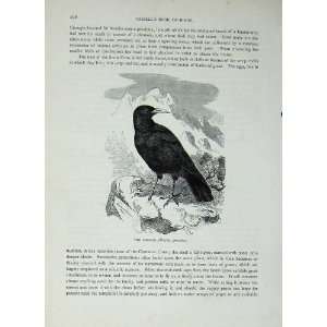   CassellS Birds C1870 Raven Chough Fregilus Graculus