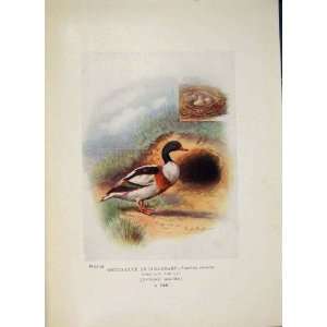  Sheld Duck Sheldrake Colour Antique Old Print Fine Art 