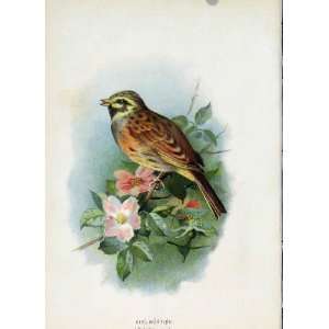 C1883 Thorburn Wild Birds Cirl Bunting Fine Art Color 
