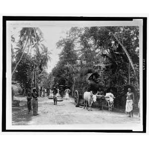  Road scene,Ceylon / Skeen & Co.