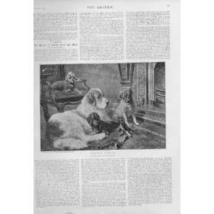   Fireside Fancy Fine Art By Sperling 1894 Print 4 Dogs