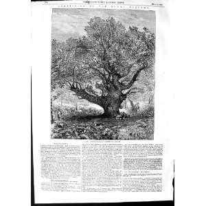    1853 ART ROYAL ACADEMY MONARCH OAK TREE COUNTRY