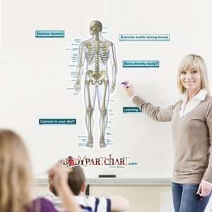Skeletal System Front View Labeled Sticky Anatomy Wall Chart   Extra 