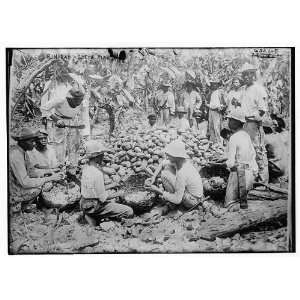  Trinidad    sorting cocoa beans plantation