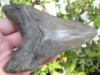 Megalodon Shark Tooth Teeth Fossil UNBELIEVABLY SHARP  