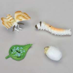 Silkworm Lie Cycle Model Set  Industrial & Scientific
