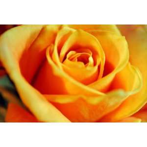 Flame Colored Rose Flower Photograph