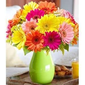 Colorful Gerbera Daisies  Grocery & Gourmet Food