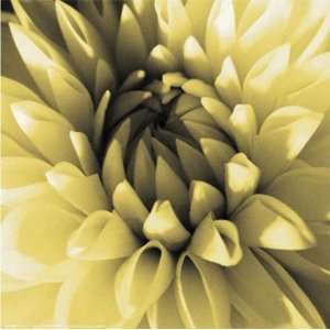  Dahlia   Butter by Shawn Kapitan 10x10