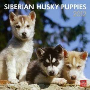 Siberian Huskies Puppies 2012 Wall Calendar 12 X 12