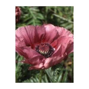  Plumtastic Poppy Seed Pack Patio, Lawn & Garden