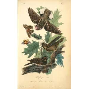   Audubon   24 x 40 inches   Whip poor will 
