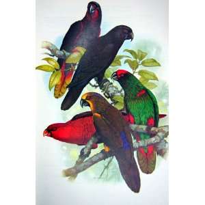    World Parrots 1973 Rajah , Black Yellow Lory