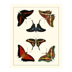 Cramer Butterflies II   Poster by Pieter Cramer (16x20)  
