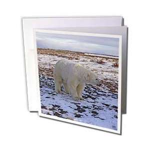  Kike Calvo Polar Bears   Polar Bear (Ursus maritimus) in 