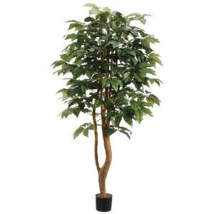  6 Columbia Schefflera Single Trunk Tree W/588 Lvs. in Pot 