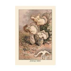  Helvella Crispa 20x30 poster