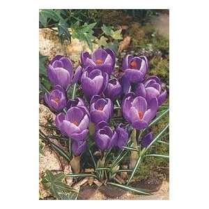   Purple Dutch Remembrance Crocus Flower Bulbs Patio, Lawn & Garden