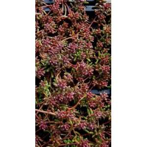  SEDUM RED ICE / Three inch Potted Patio, Lawn & Garden