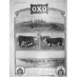  1909 OXO CATTLE FARMS REREDOS GEORGES CATHEDRAL PERTH 