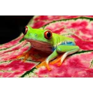  Agalychnis callidryas (Red Eye Tree Frog)