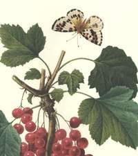 REDOUTE Botanical RED CURRANT Butterfly FRUIT Print #51  