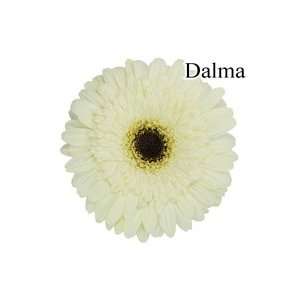  Dalma White Gerbera Daisies   72 Stems Arts, Crafts 