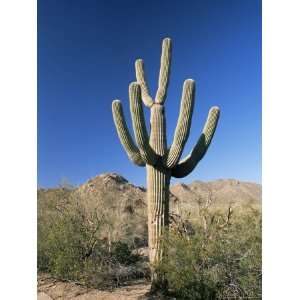  Saguaro Cactus (Cereus Giganteus), Saguaro National Park 