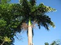 Roystonea oleracea   EXOTIC  Royal Palm 100 seeds  
